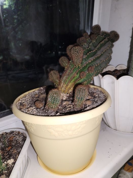 Продам кактусы в горшках.