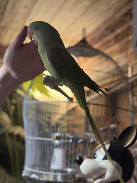 Александрийский попугай самка