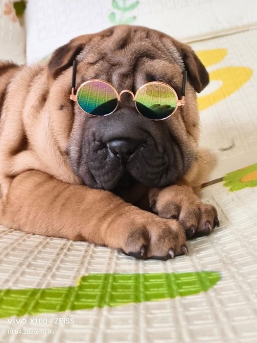 Шикарные щенки шарпея.