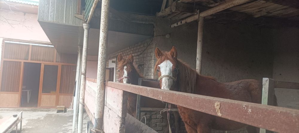 Toylar sotiladi bitasi nar bitasi moda