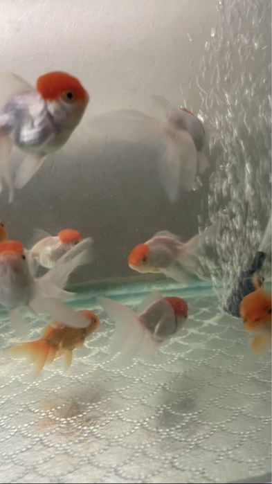 Красная шапка оранда