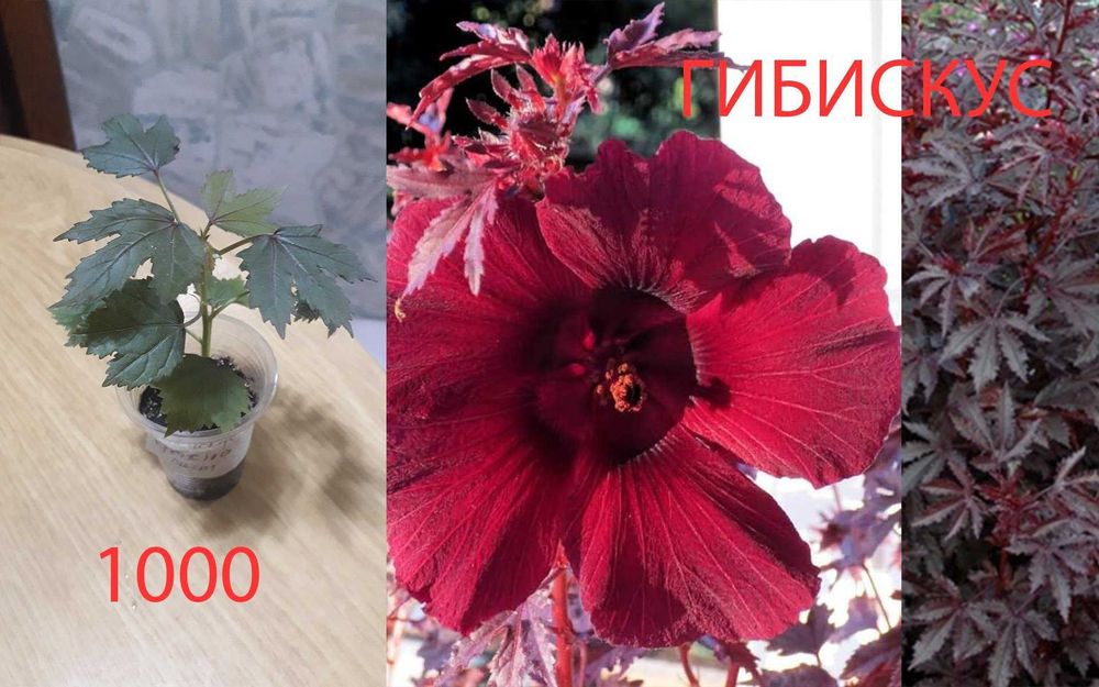 Комнатные  цветы