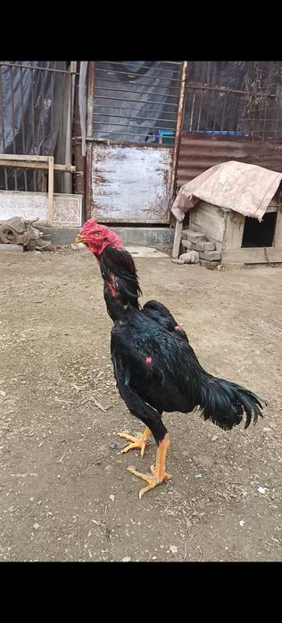 Дакан бойцовый петух