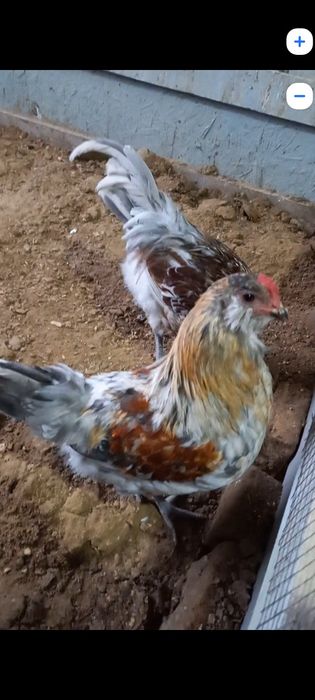 Амераукана атештер сатам