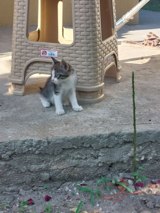 Подаряваме  котенца