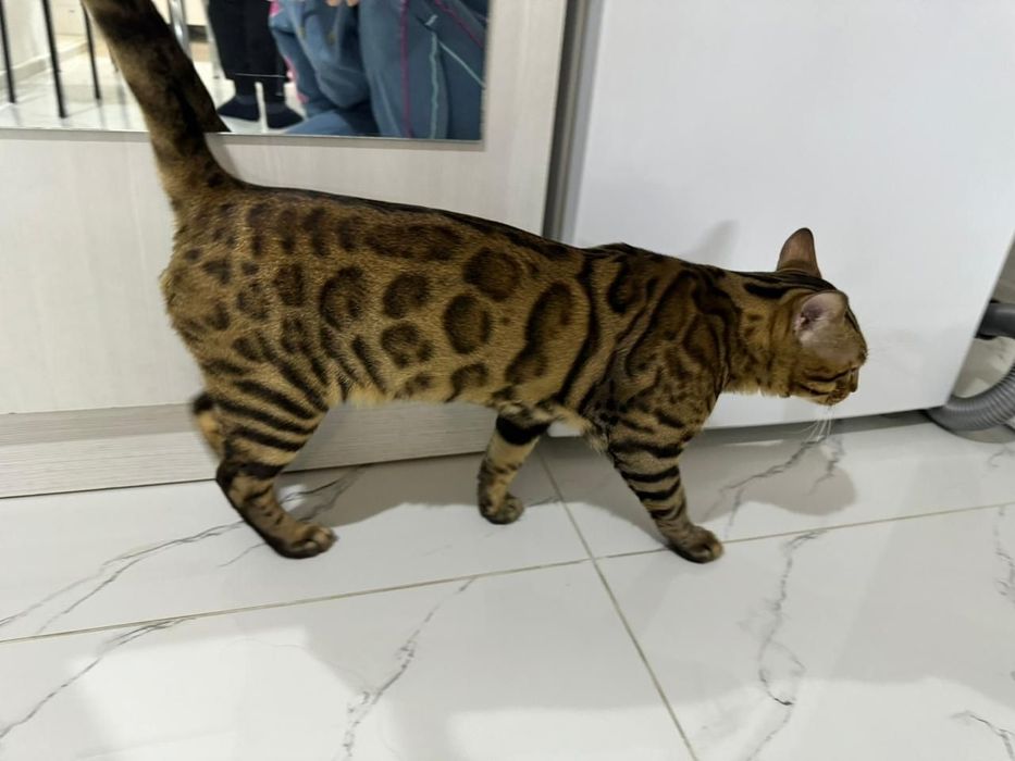 Бенгальские котята