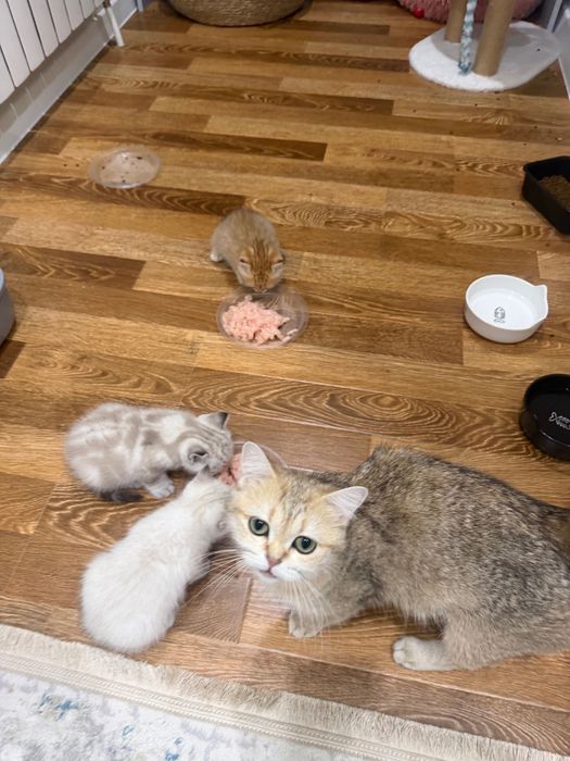 Продается котята