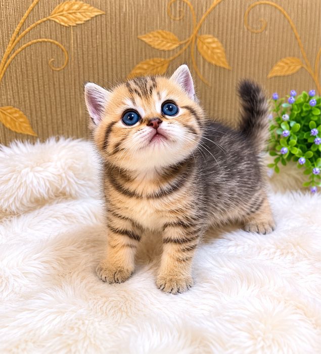 Продается котенок бритиш табби голд