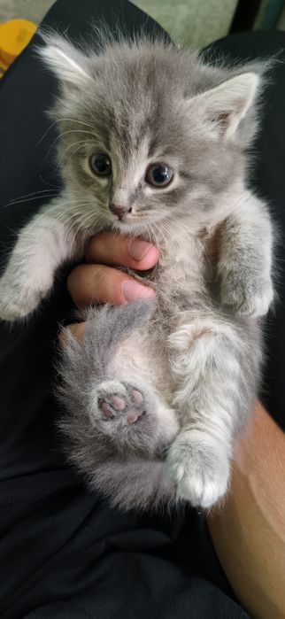 Отдам котят в хорошие руки