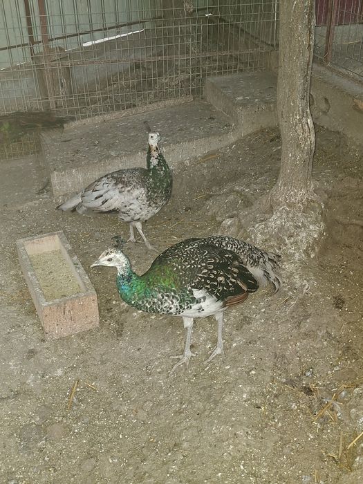 Păuni umăr negru de vânzare