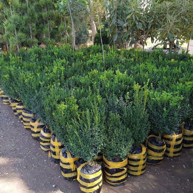 Archa va gullar arson narxlarda sotiladi Xaxlagan Archadan bori