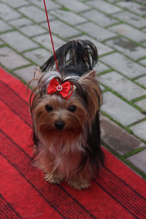 Щенки йоркширский терьер