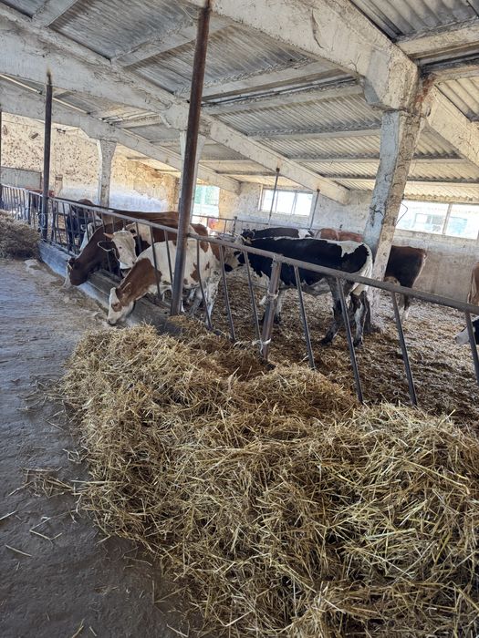 Vitei si vitele pentru export de vanzare