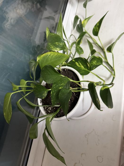 Продам эпипремнум юг