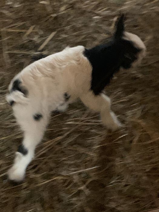 Iezi de câteva zile