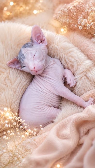 Котенок сфинкса девочка