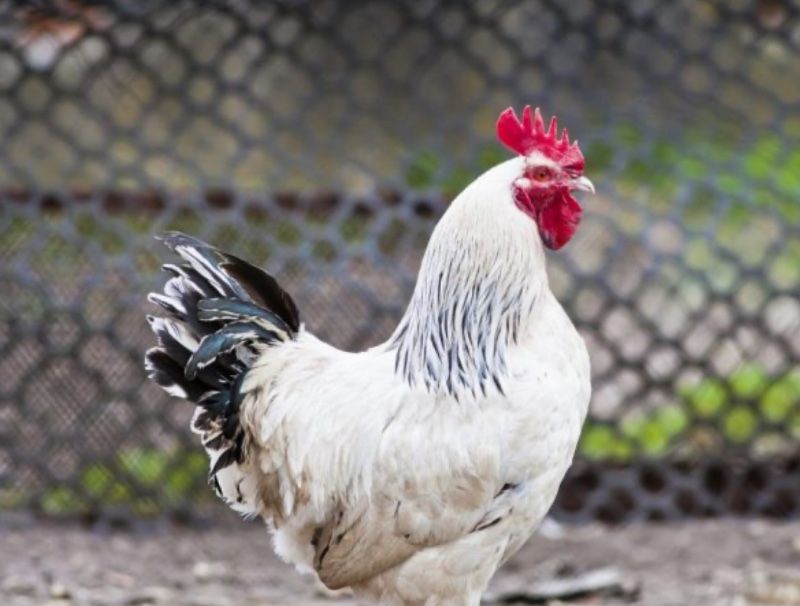 Продам адлер цыплята