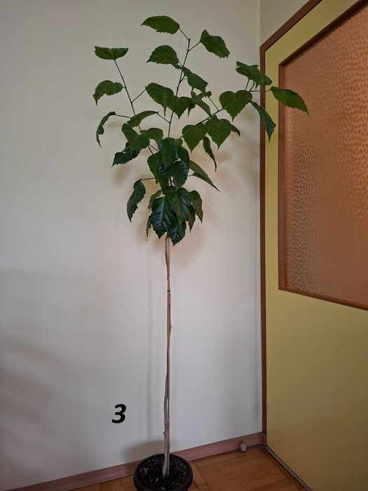 Продавам итайска роза