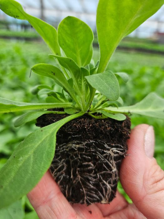 Петуния Тагетис Астра