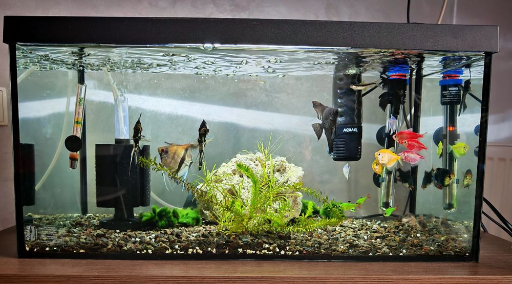 Vând acvariu 55 litri
