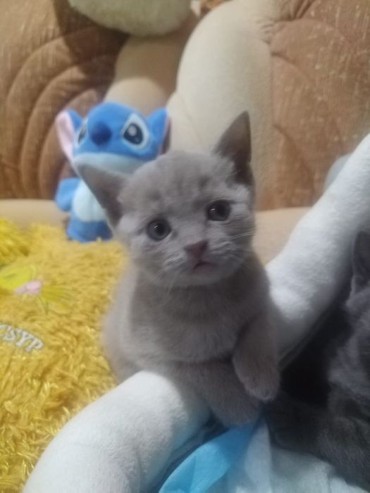 Британские котята