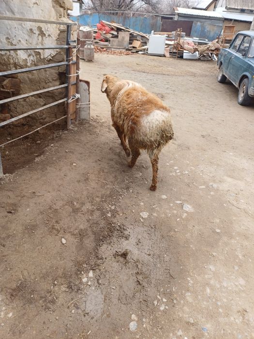 Семіз қошқар сатылады