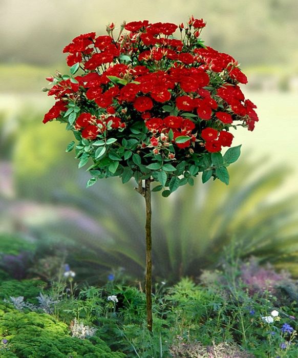 Shtamp atirguli shohona gul