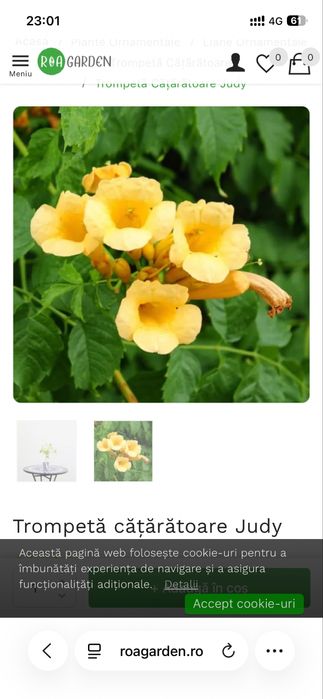 Semninte planta urcatoare clopotei