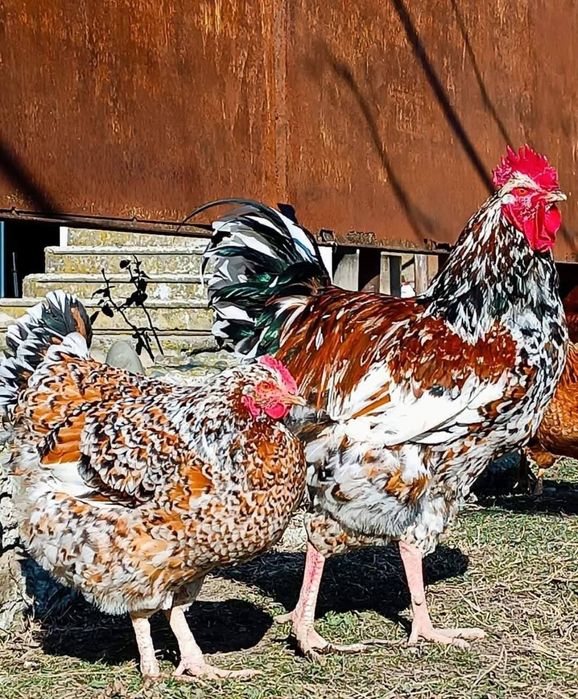 Яйца от Ливенска Пъстра кокошка