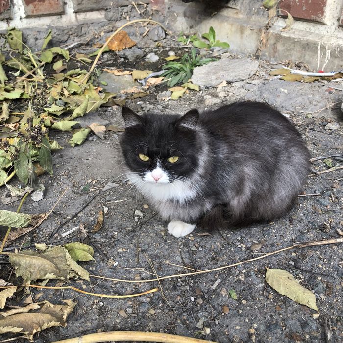 Животные. Кошки.