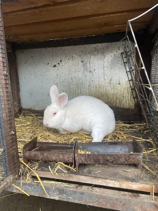 Scot la vanzare 2 masculi de hycole francez si 8 pui