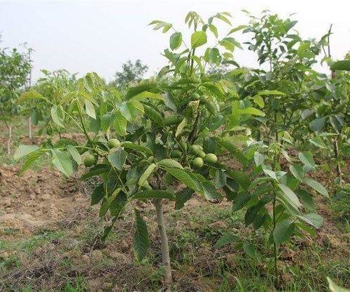 Йонґок кучатлар сотилад