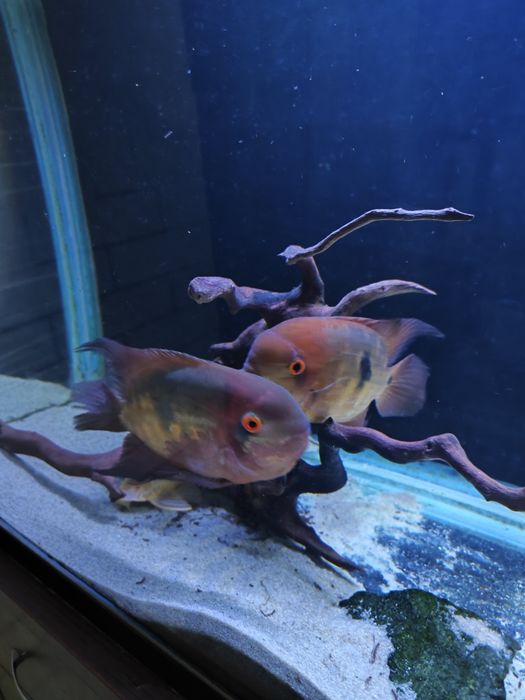 Цихлазома винный бражник