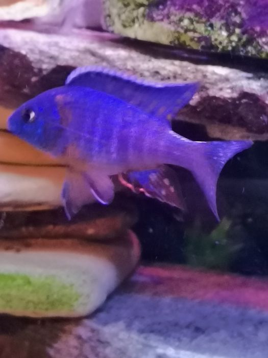 Продавам цихлиди