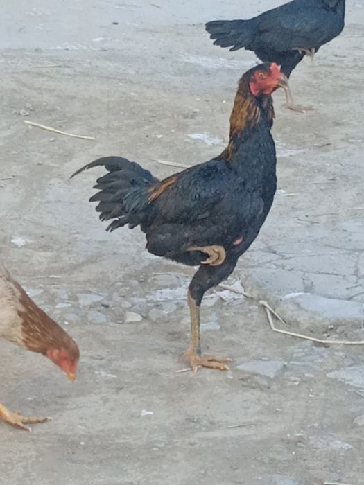 Птицы породы дакан