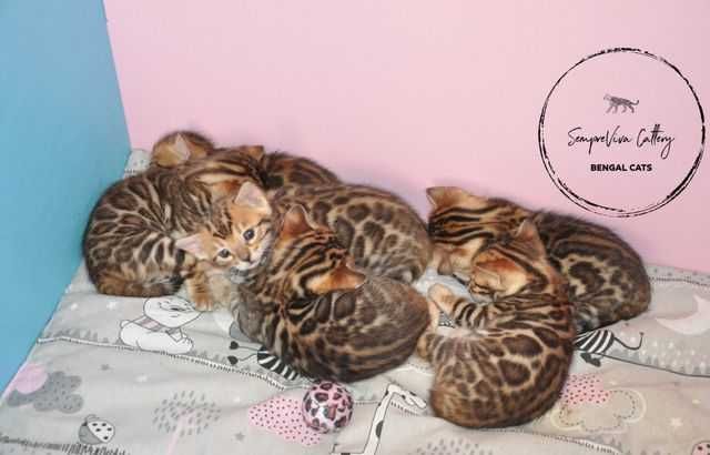 Бенгалски котета