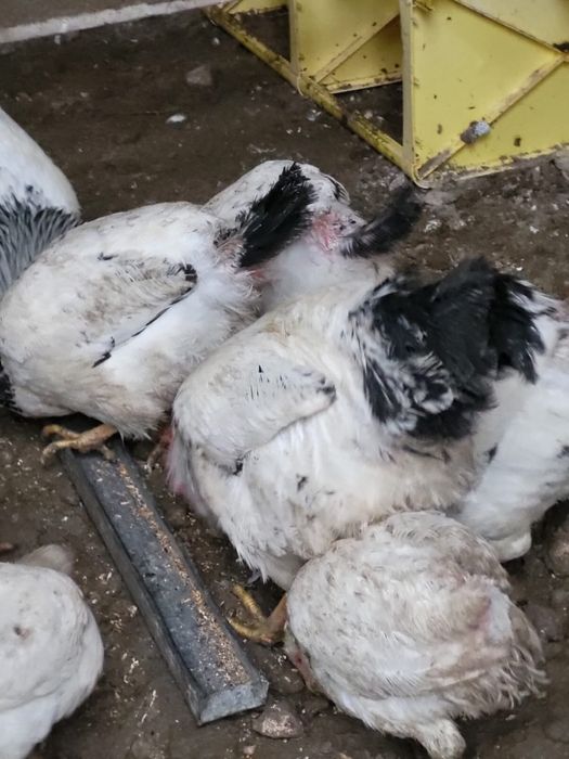 Адлер балапандар