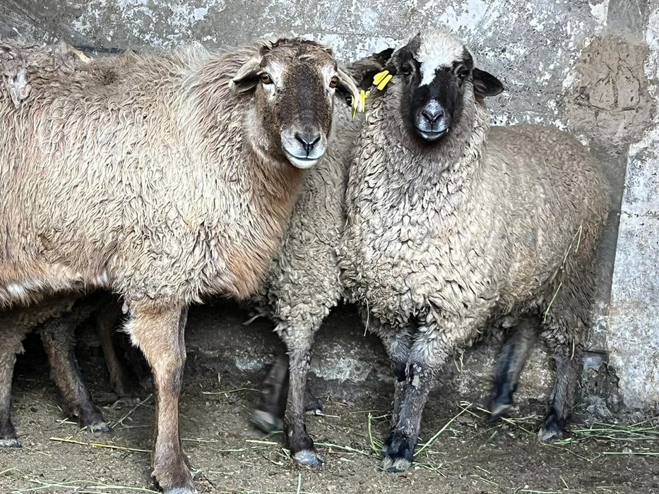 Сатылады 12 бас сек койлар
