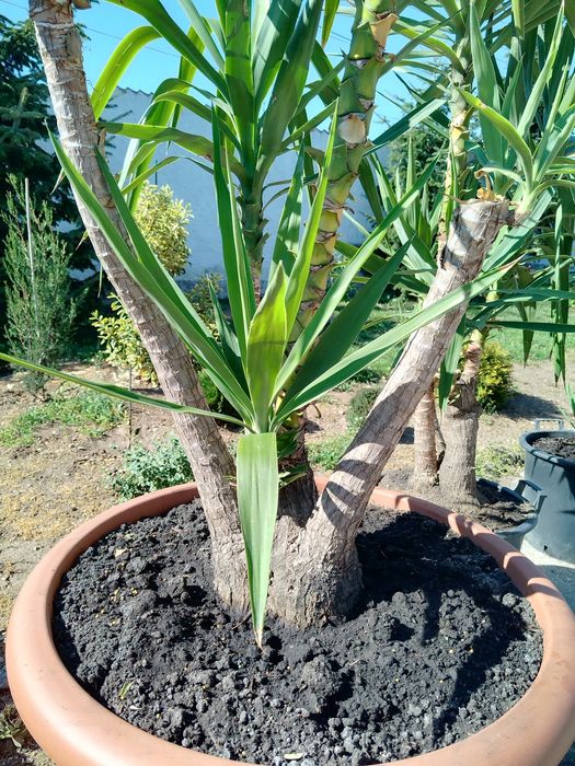 Yucca  picior elefant )exotic