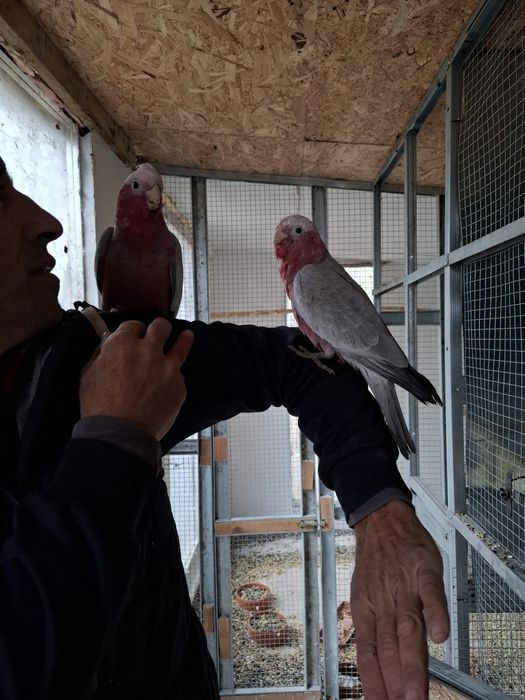 Vând  Amazon pereche  și roza kakadu  blânzi