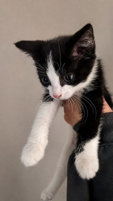 Котенок в добрые руки