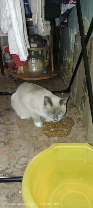 Отдам в добрые руки кошечку