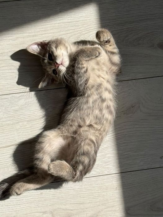 Котята отдам бесплатно