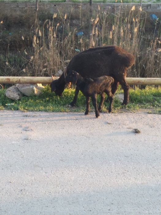 Ona bola qòylar sotiladi