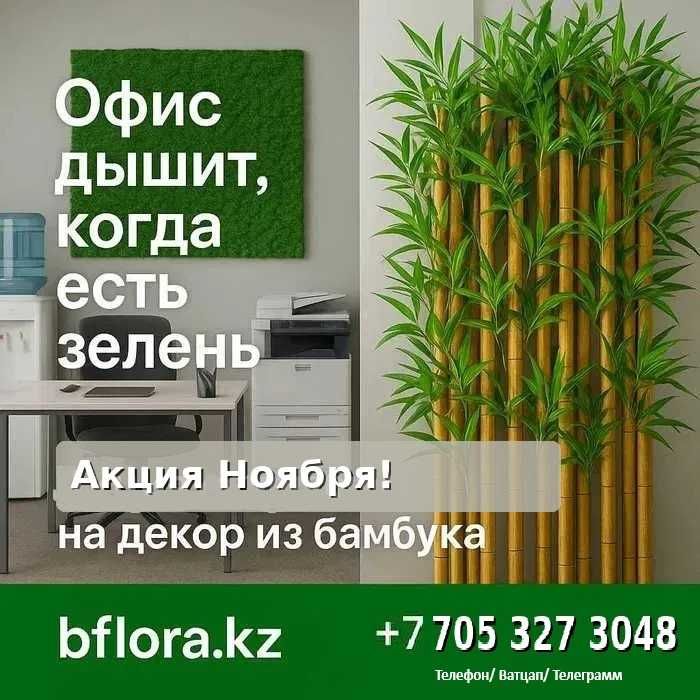 Озеленение офиса живыми растениями под ключ. Флорист + обслуживание!!!