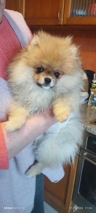 Померан на 4 месеца