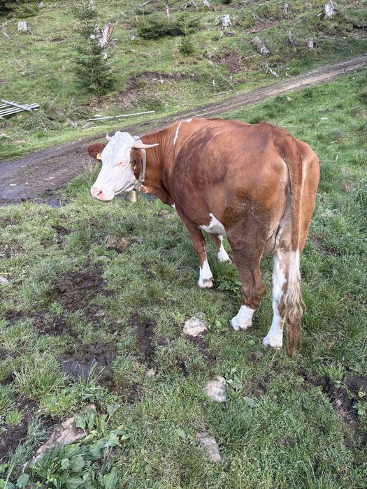 Vaca de vanzare