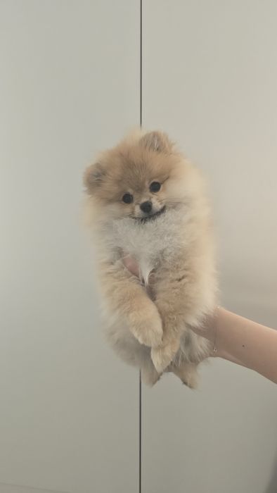 Продаются щенок шпица