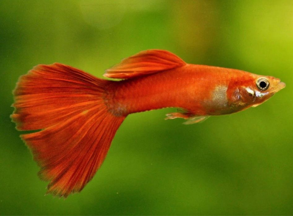 Аквариумная рыбка красный гуппи
