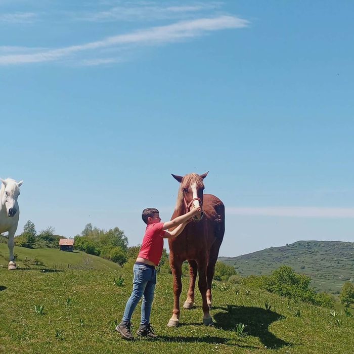 Vand manza de 2 ani